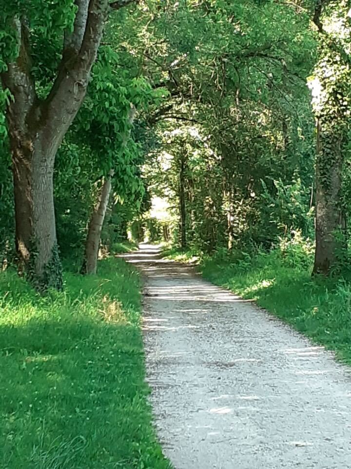 Naturopathie - Chemin bordé d'abres