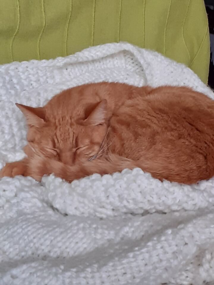 Sommeil - chat dormant sur un lit